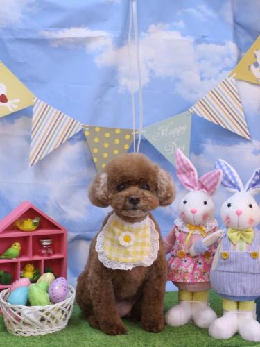 20240302フーちゃん